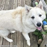 Milo in PA - Smart, Silly, Happy Boy! - Photo 3