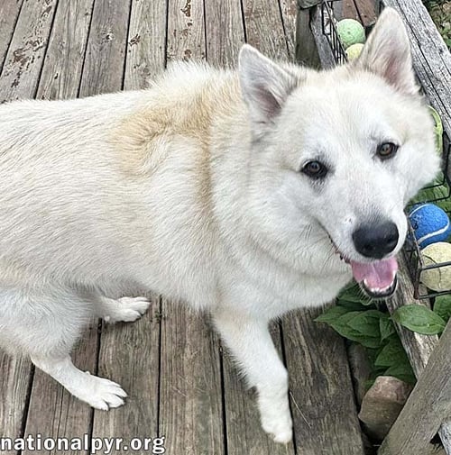 MILO IN PA - SMART, SILLY, HAPPY BOY! - Great Pyrenees / Husky available for adoption