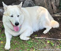 Milo in PA - Smart, Silly, Happy Boy! - Photo 3
