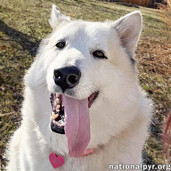 Milo in PA - Smart, Silly, Happy Boy! Image