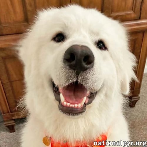 LAZBOY IN GA - GOOFY & LOVABLE!