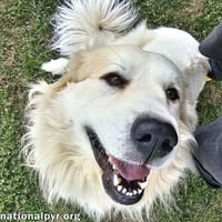 Sunnie in NC - Active, Sweet & Loving! - Photo 1
