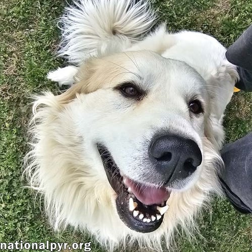 SUNNIE IN NC - ACTIVE, SWEET & LOVING! - Great Pyrenees available for adoption