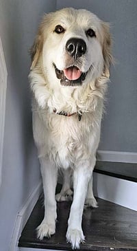 Sunnie in NC - Active, Sweet & Loving! - Photo 2