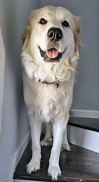 SUNNIE IN NC - ACTIVE, SWEET & LOVING! - Great Pyrenees available for adoption