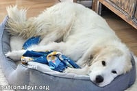 Sunnie in NC - Active, Sweet & Loving! - Photo 3