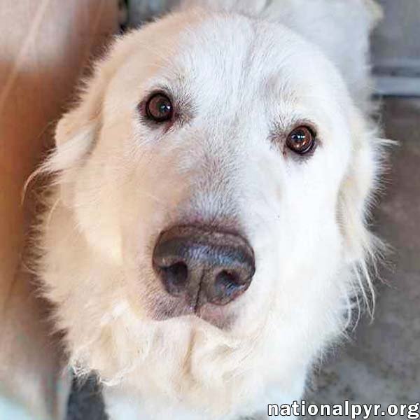 LILLIE IN MS - LOVES PEANUT BUTTER RITZ BITS! - Great Pyrenees available for adoption