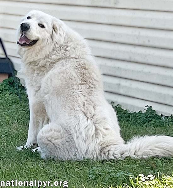 LILLIE IN MS - LOVES PEANUT BUTTER RITZ BITS! - Great Pyrenees available for adoption