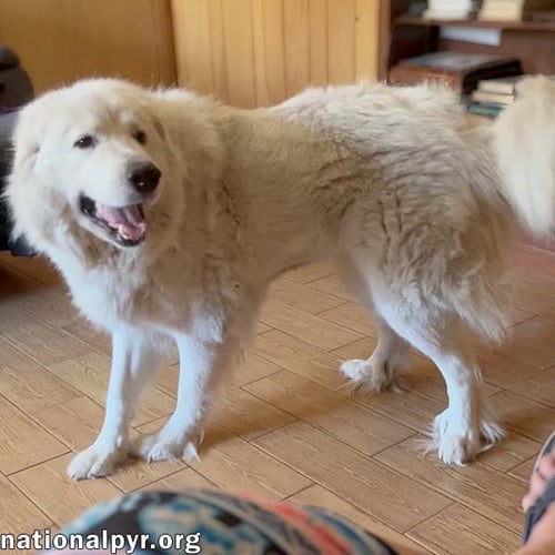 LILLIE IN MS - LOVES PEANUT BUTTER RITZ BITS! - Great Pyrenees available for adoption