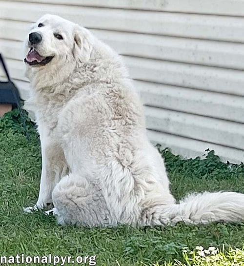 LILLIE IN MS - LOVES PEANUT BUTTER RITZ BITS! - Great Pyrenees available for adoption