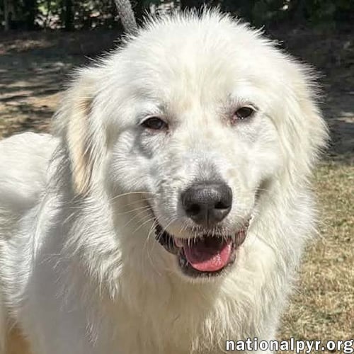 BAYMAX IN GA - ADORES ATTENTION! - Great Pyrenees available for adoption