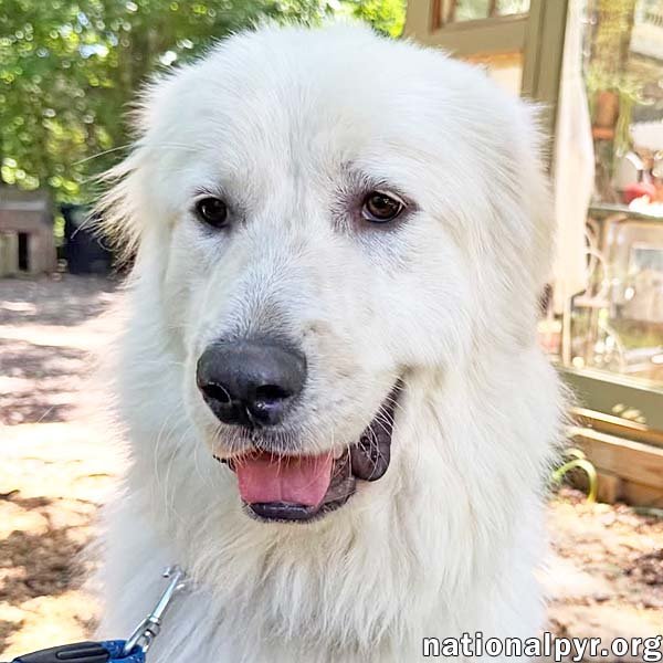 Baymax in GA - Adores Attention! Image