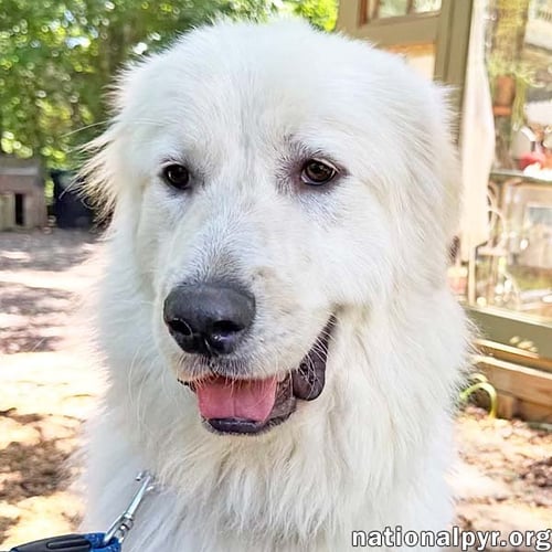 BAYMAX IN GA - ADORES ATTENTION! - Great Pyrenees available for adoption