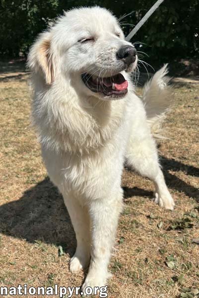 BAYMAX IN GA - ADORES ATTENTION! - Great Pyrenees available for adoption
