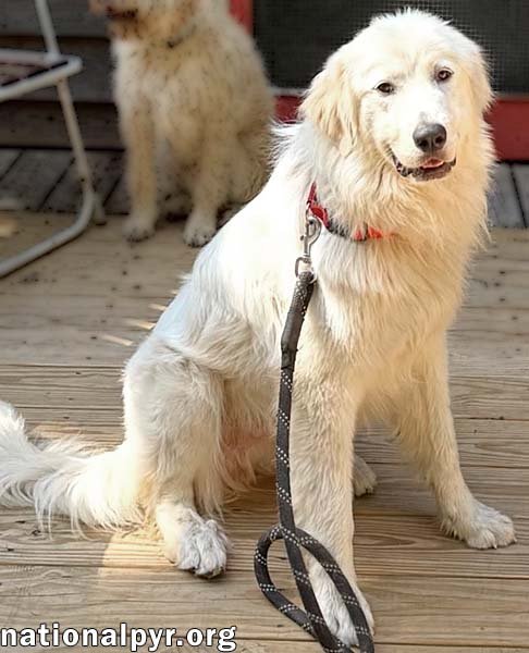 BAYMAX IN GA - ADORES ATTENTION! - Great Pyrenees available for adoption
