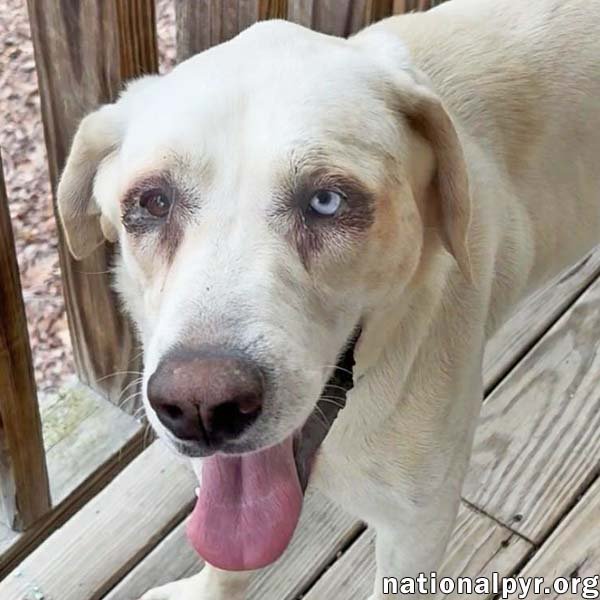 PRINCESS IN TN - AN ACTIVE SWEETHEART! - Great Pyrenees / German Shepherd Dog available for adoption