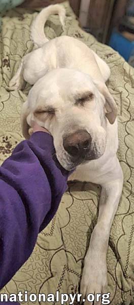PRINCESS IN TN - AN ACTIVE SWEETHEART! - Great Pyrenees / German Shepherd Dog available for adoption