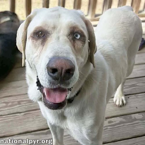PRINCESS IN TN - AN ACTIVE SWEETHEART! - Great Pyrenees / German Shepherd Dog available for adoption
