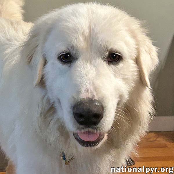 MARY JANE IN SC - GIVES GENTLE HUGS! - Great Pyrenees available for adoption