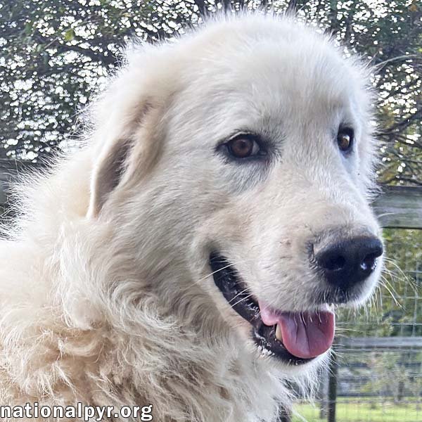 Ghost in GA - Sweet, Loving & Gentle! Image