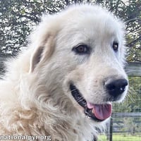 Ghost in GA - Sweet, Loving & Gentle! - Photo 1