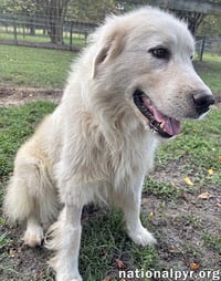 Ghost in GA - Sweet, Loving & Gentle! - Photo 3