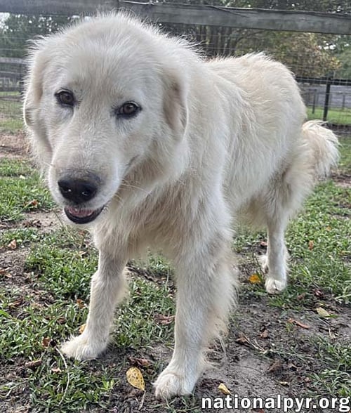 GHOST IN GA - SWEET, LOVING & GENTLE! - Great Pyrenees available for adoption