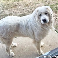 Gaston in VA - Happy-Go-Lucky! - Photo 1