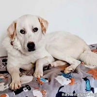 Charlie in VA - Sweet & Snuggly Pocket Pyr! - Photo 1