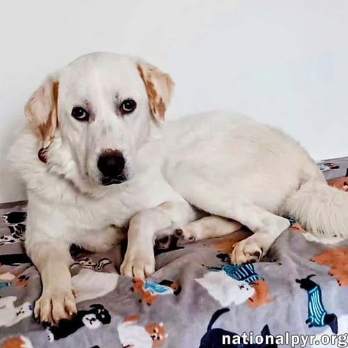 CHARLIE IN VA - SWEET & SNUGGLY POCKET PYR! - Great Pyrenees available for adoption
