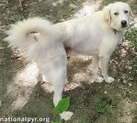 Charlie in VA - Sweet & Snuggly Pocket Pyr! - Photo 3