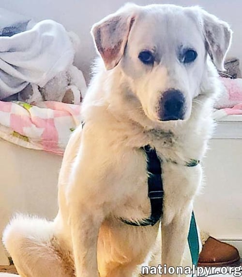CHARLIE IN VA - SWEET & SNUGGLY POCKET PYR! - Great Pyrenees available for adoption