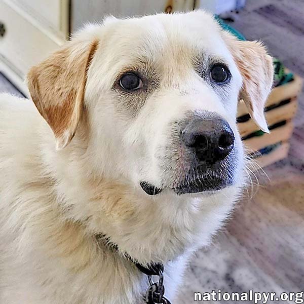 Charlie in VA - Sweet & Snuggly Pocket Pyr! Image