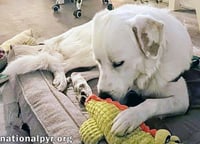 Charlie in VA - Sweet & Snuggly Pocket Pyr! - Photo 3
