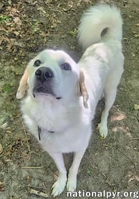 Charlie in VA - Sweet & Snuggly Pocket Pyr! - Photo 2