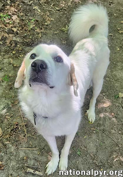 CHARLIE IN VA - SWEET & SNUGGLY POCKET PYR! - Great Pyrenees available for adoption
