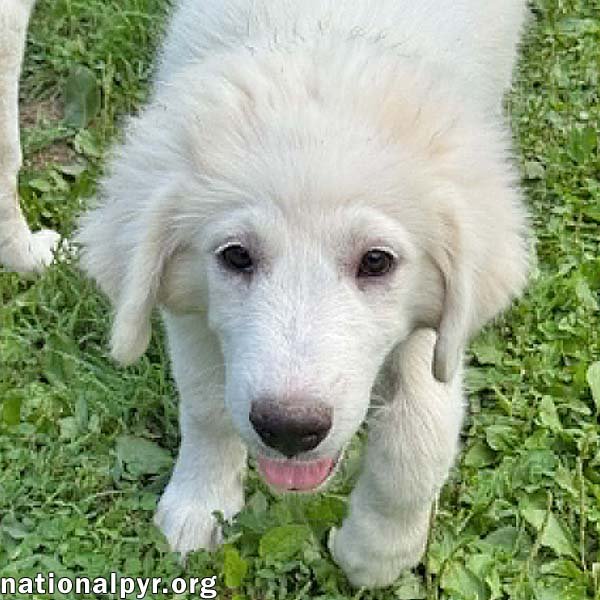 Olaf in OH - A Quiet Charmer! Image