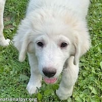 Olaf in OH - A Quiet Charmer! - Photo 1