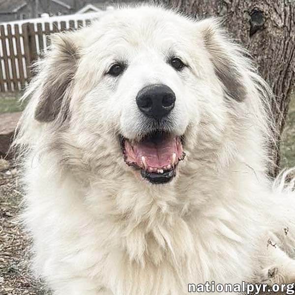 Jonas in PA - May Claim Your Lap For His Own! Image