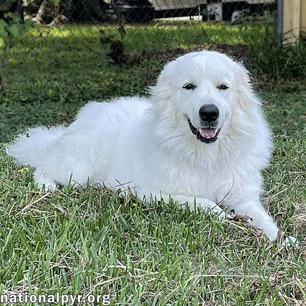 FROSTY IN LA - ADORES BELLY RUBS! - Great Pyrenees available for adoption