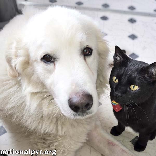 FROSTY IN LA - ADORES BELLY RUBS! - Great Pyrenees available for adoption