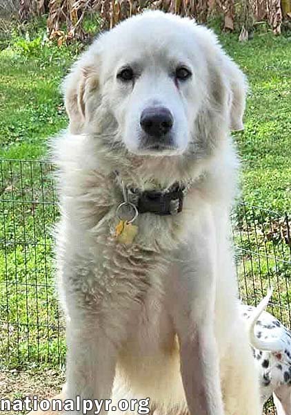 Frosty in LA - Adores Belly Rubs! - Photo 3