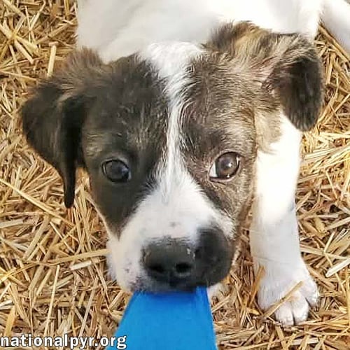 HONEY IN KY - CALM, COOL & COLLECTED! - Great Pyrenees / Border Collie available for adoption