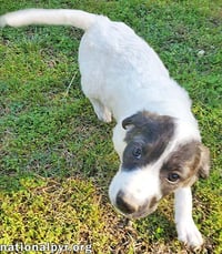 Honey in KY - Calm, Cool & Collected! - Photo 2