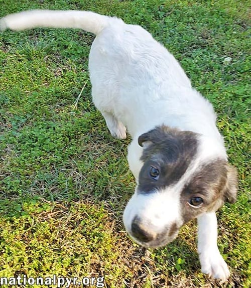 HONEY IN KY - CALM, COOL & COLLECTED! - Great Pyrenees / Border Collie available for adoption