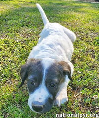 Honey in KY - Calm, Cool & Collected! - Photo 3