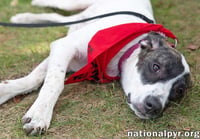 Honey in CT - Calm, Cool & Collected! - Photo 3