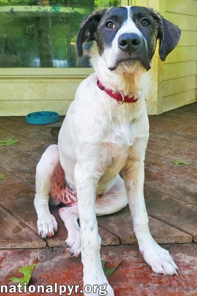 HONEY IN CT - CALM, COOL & COLLECTED! - Great Pyrenees / Border Collie available for adoption