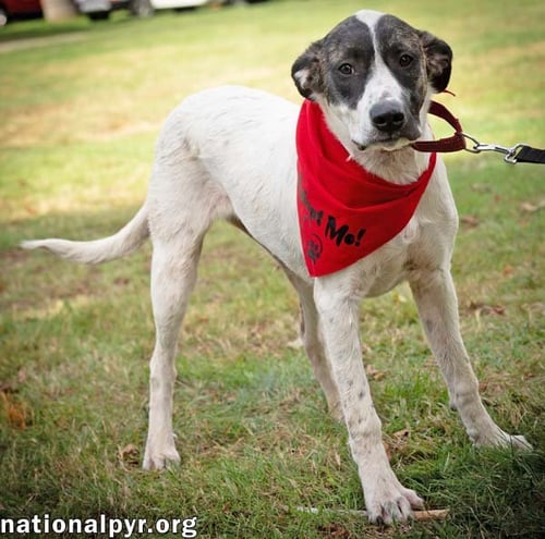 HONEY IN CT - CALM, COOL & COLLECTED! - Great Pyrenees / Border Collie available for adoption