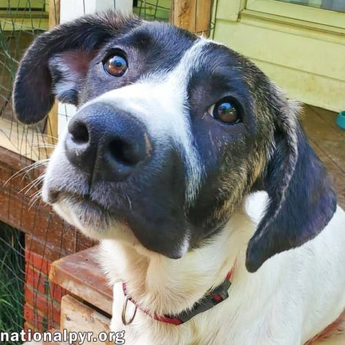HONEY IN CT - CALM, COOL & COLLECTED! - Great Pyrenees / Border Collie available for adoption